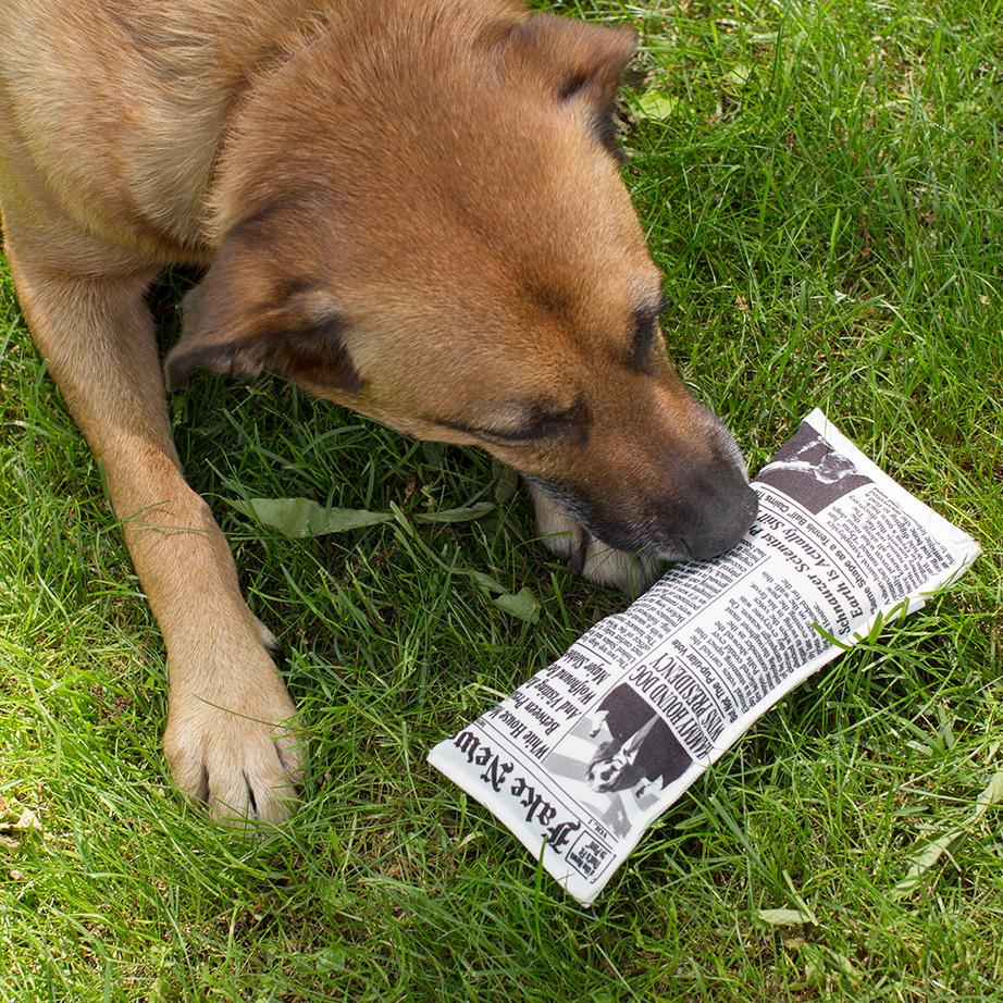 Doggy Fake News Toy