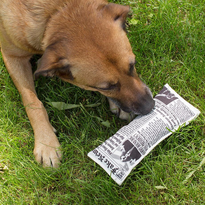 Doggy Fake News Toy